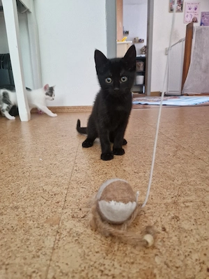 Katzen   Kitten suchen liebevolles zu Hause