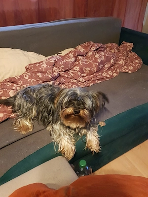 Mini Yorkshire Terrier zu verkaufen 