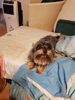 Mini Yorkshire Terrier zu verkaufen 
