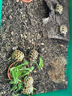 Griechische Landschildkröte Nachzuchten 2025  Bild 2