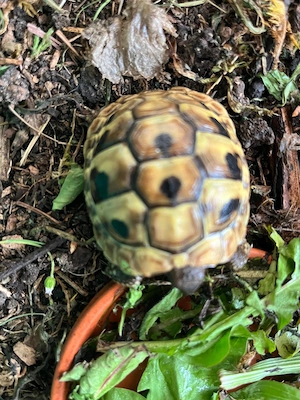Griechische Landschildkröte Nachzuchten 2025  Bild 4