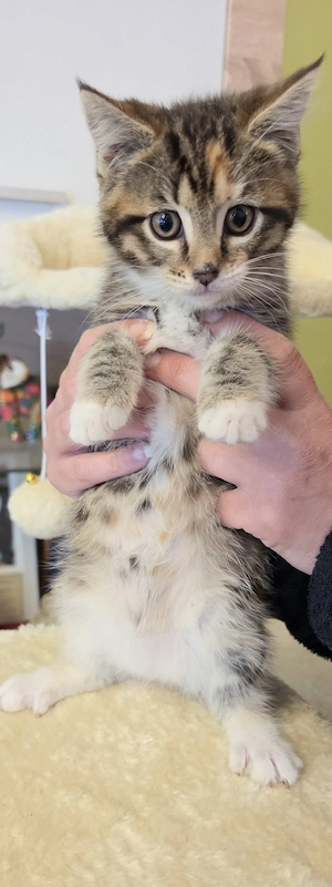 2 kleine Maine Coon Mixe 