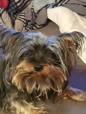 Mini Yorkshire Terrier zu verkaufen 