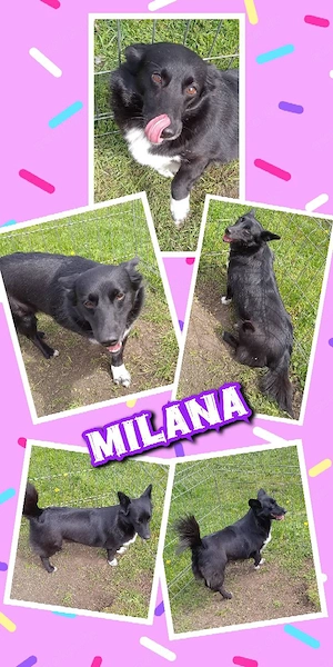 liebe, super verträgliche, menschenbezogene, hübsche Hündin "Milana" sucht ein Zuhause