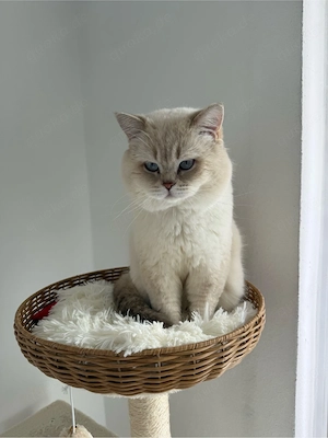 Deckkater britsh kurzhaar