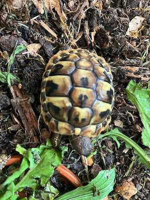 Griechische Landschildkröte Nachzuchten 2025  Bild 3