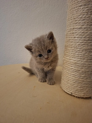 Bkh-Kitten in Lilac und Fawn