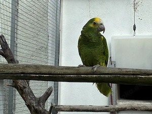 Gelbschulter Amazone