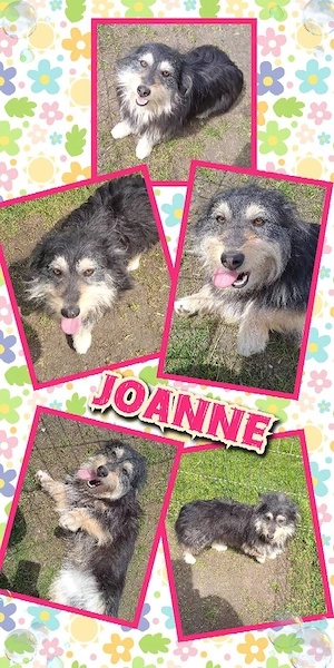 wunderschöne, liebe, kleine Hündin "Joanne" sucht ein liebevolles Zuhause