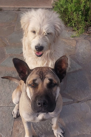 Vanilla- Hündin 4 Jahre sucht ein für immer zu Hause 