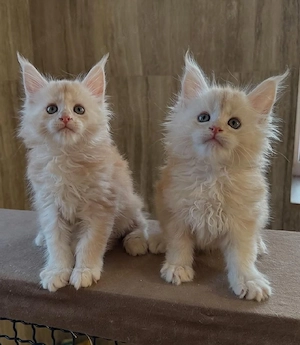 Wunderschöne Maine-Coon-Kitten
