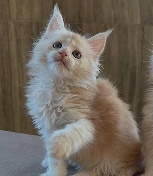 Entzückende Maine-Coon-Kätzchen suchen ein Zuhause für immer.