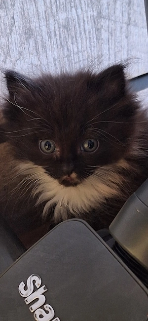 Maine coon Kitten Abgabe im Juli
