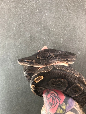 Königspython 0.1 Special GHI het Piebald von 2019