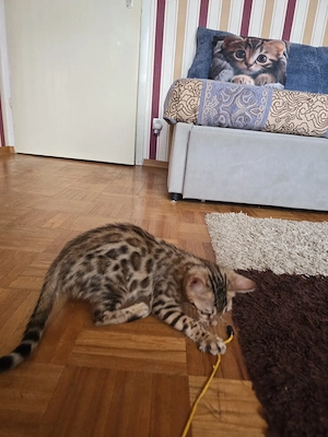 Sofort Bengal Katerchen mit Stammbaum Eltern 10 Tests Kitten