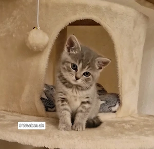 BKH Britisch Kurzhaar Kätzchen tabby sofort Abgabe bereit.  Nur eine Weibchen geblieben. 