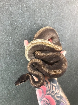Königspython 1.0 Enchi Black Head Mojave GHI von 2021 Bild 4