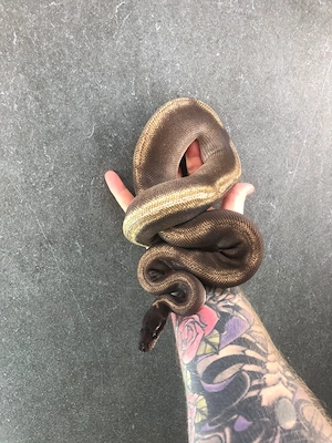 Königspython 1.0 Enchi Black Head Mojave GHI von 2021 Bild 2