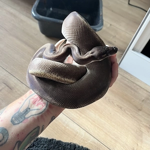 Königspython 1.0 Enchi Black Head Mojave GHI von 2021 Bild 5