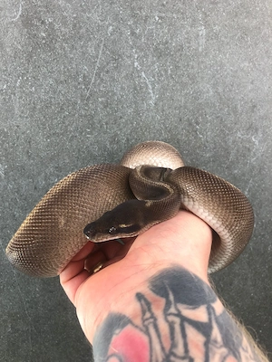Königspython 1.0 Enchi Black Head Mojave GHI von 2021 Bild 3