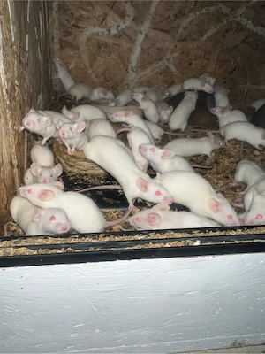 verkaufe futtertiere ( mäuse )