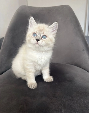 Süße Ragdoll Maine Coon Mix Kitten abzugeben   