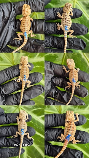 aktualisiert. hypo high citrus aus echter Linie NZ bartagame 
