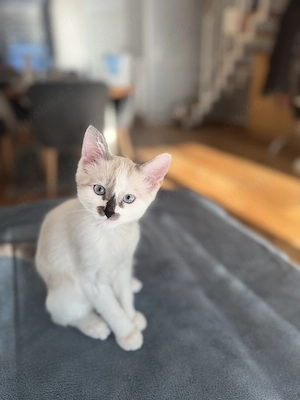 BKH Siamkatze   Kein Verkauf!!!