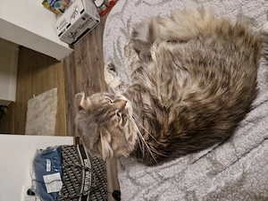 Wunderschöner Deckkater Maine-Coon   Nicht zu verkaufen 