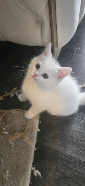 Hübsche Kitten