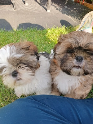 Ein Shi Tzu Rüde und eine Hündin suchen noch