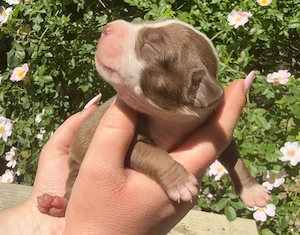 American Bully XL - welpen