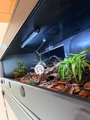 Terrarium  150 breit, 60 tief, 40 hoch