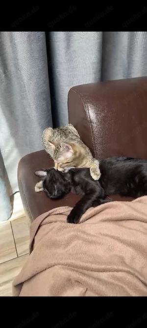 Katzenbabys 3 Monate alt