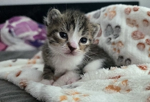 BKH Mix kitten