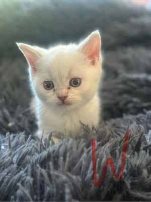 5 kleine BKH Kitten suchen noch ein zuhauss