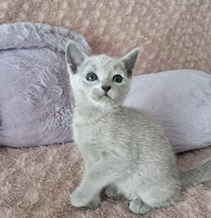 Süße Russisch Blau Kitten aus liebevoller Hobbyzucht,  mit Stammbaum (abzugeben ab 12. Woche)