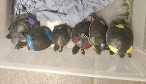 Indianer Zierschildkröte, chrysemys picta belli 
