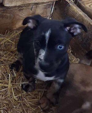 Border Collie Mischlinge 