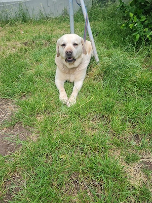 Labrador retriver 
