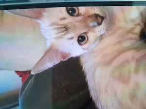 Süßer Snow Bengal Junge