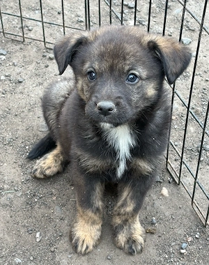 Wolfspitz Labrador mischlinge nur noch 2 rüden suchen