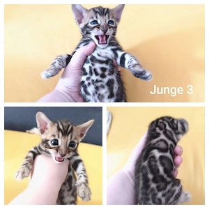 Wunderschöne Reinrassige Bengalkitten mit Stammbaum Reservierung jetzt möglich 