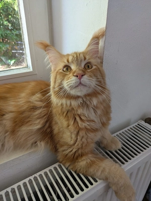 Maine Coon Kater sucht liebevolles Zuhause 