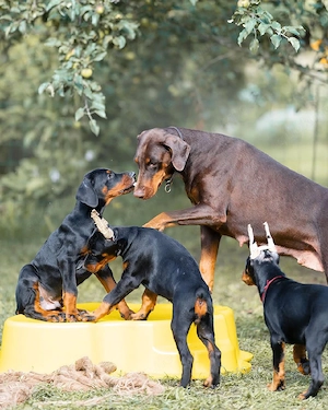 Typvolle Dobermann Welpen (mit Ahnentafel) abzugeben.
