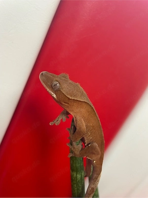 Kronengecko - Correlophus ciliatus