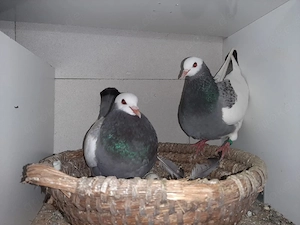 6 junge Tauben zu verkaufen 