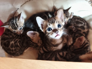 Wunderschöne Reinrassige Bengalkitten mit Stammbaum Reservierung jetzt möglich 