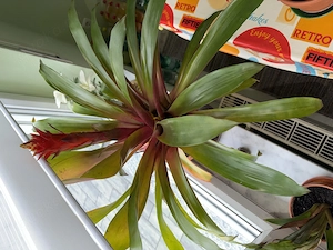 Große, schön blühende Bromelie (Guzmania) zu verkaufen