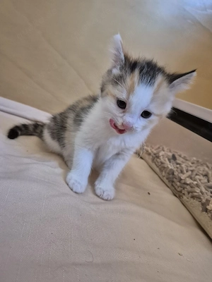 Diese Kitten suchen ein neues Zuhause!